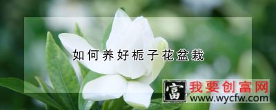 如何养好栀子花盆栽