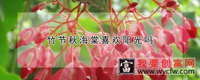 竹节秋海棠喜欢阳光吗