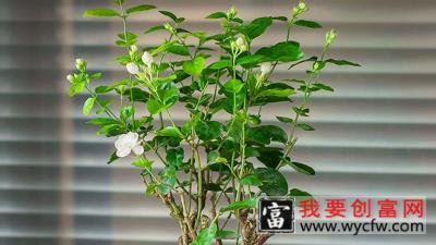 老桩茉莉花养殖方法有哪些？怎么让老桩发芽？