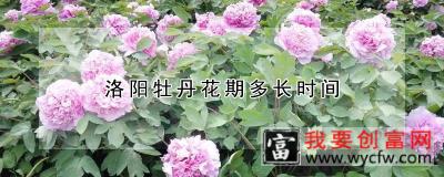 洛阳牡丹花期多长时间