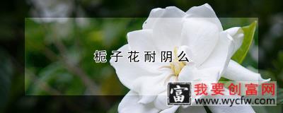 栀子花耐阴么