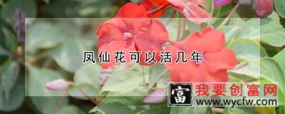 凤仙花可以活几年