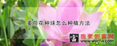 姜荷花种球怎么<a href=https://www.wycfw.com/e/tags/?tagid=232 target=_blank class=infotextkey>种植方法</a>