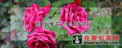 刺玫瑰花怎么扦插