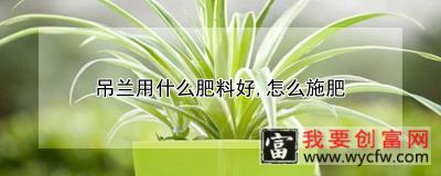 吊兰用什么肥料好，怎么施肥