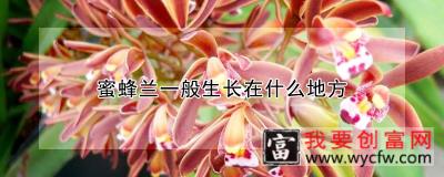 蜜蜂兰一般生长在什么地方