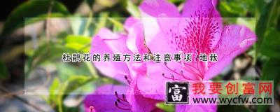 杜鹃花的养殖方法和注意事项 地栽