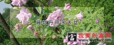 藤牡丹用多大盆