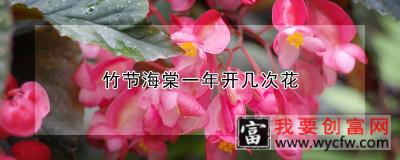 竹节海棠一年开几次花