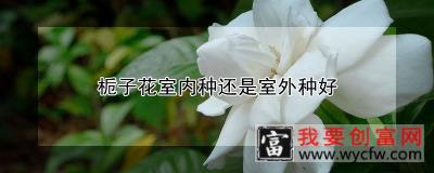 栀子花室内种还是室外种好