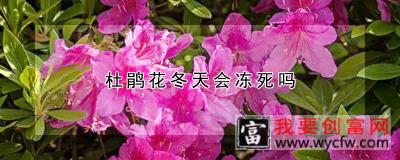 杜鹃花冬天会冻死吗