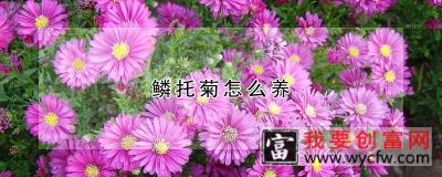 鳞托菊怎么养