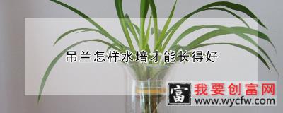 吊兰怎样水培才能长得好