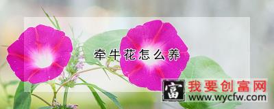 牵牛花怎么养