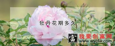 牡丹花期多久