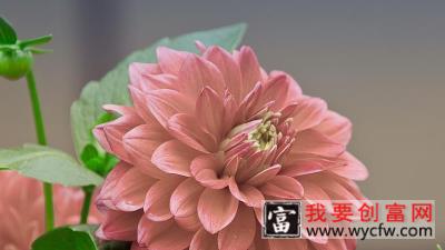 大理菊花的<a href=https://www.wycfw.com/e/tags/?tagid=63 target=_blank class=infotextkey><a href=https://www.wycfw.com/yangzhi/ target=_blank class=infotextkey>养殖</a></a>方法和注意事项