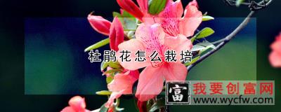 杜鹃花怎么栽培