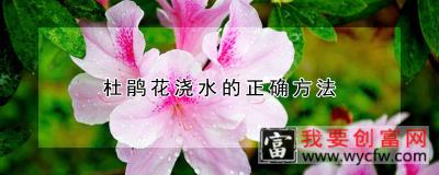 杜鹃花浇水的正确方法