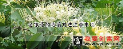 金银花的栽培方法注意事项