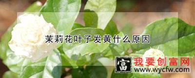 茉莉花叶子发黄什么原因