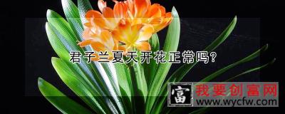 君子兰夏天开花正常吗？