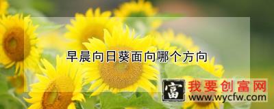 早晨向日葵面向哪个方向