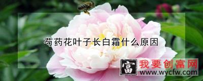 芍药花叶子长白霜什么原因