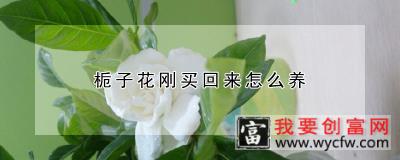 栀子花刚买回来怎么养