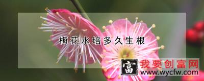 梅花水培多久生根