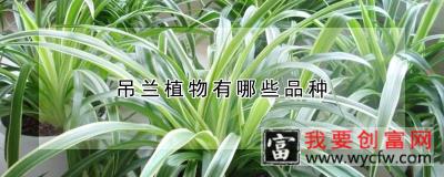 吊兰植物有哪些品种