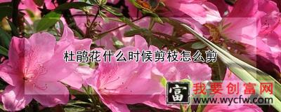 杜鹃花什么时候剪枝怎么剪