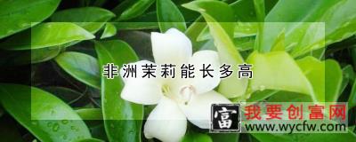 非洲茉莉能长多高