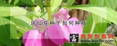 凤仙花种子如何种植