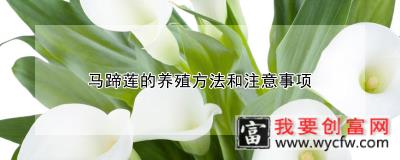 马蹄莲的养殖方法和注意事项