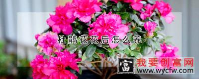 杜鹃花花后怎么养