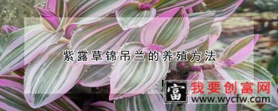 紫露草锦吊兰的养殖方法