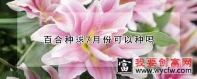 百合种球7月份可以种吗