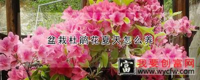 盆栽杜鹃花夏天怎么养