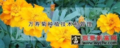 万寿菊<a href=https://www.wycfw.com/e/tags/?tagid=130 target=_blank class=infotextkey>种植技术</a>和管理