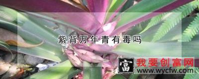 紫背万年青有毒吗