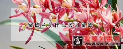 蜜蜂兰为什么吸引蜜蜂