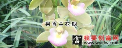 果香兰花期