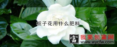 栀子花用什么肥料