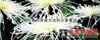 鳞托菊的养殖方法和注意事项