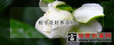 栀子花好养活吗