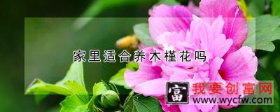 家里适合养木槿花吗