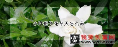 小叶栀子花冬天怎么养