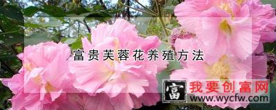 富贵芙蓉花养殖方法