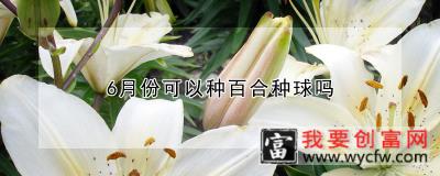 6月份可以种百合种球吗