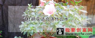 杜鹃花适合浇什么水